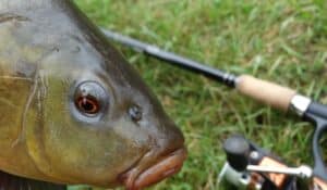 Best Tench Fishing Rods Main Image